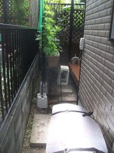 DSCF20531